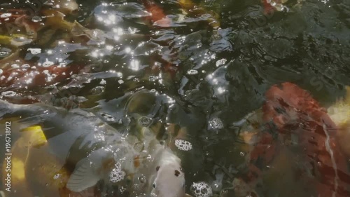 top view of slow motion of Hand feeding food Koi fish. Fancy carp with Colorful in the natural pond
