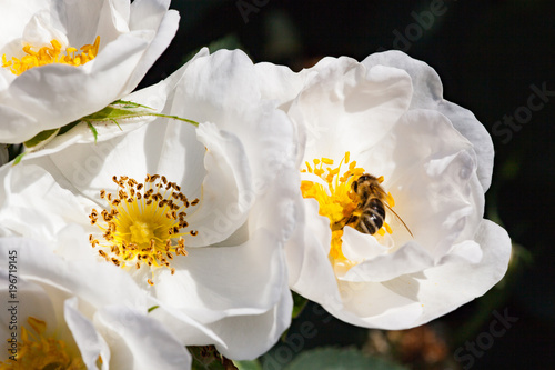 zum verlieben wunderschöne Rosen in allen Farben und Formen als Nahaufnahmen für Broschüre oder Kataloge