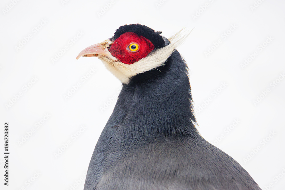 Naklejka premium Ушастый фазан. Brown-eared pheasant.