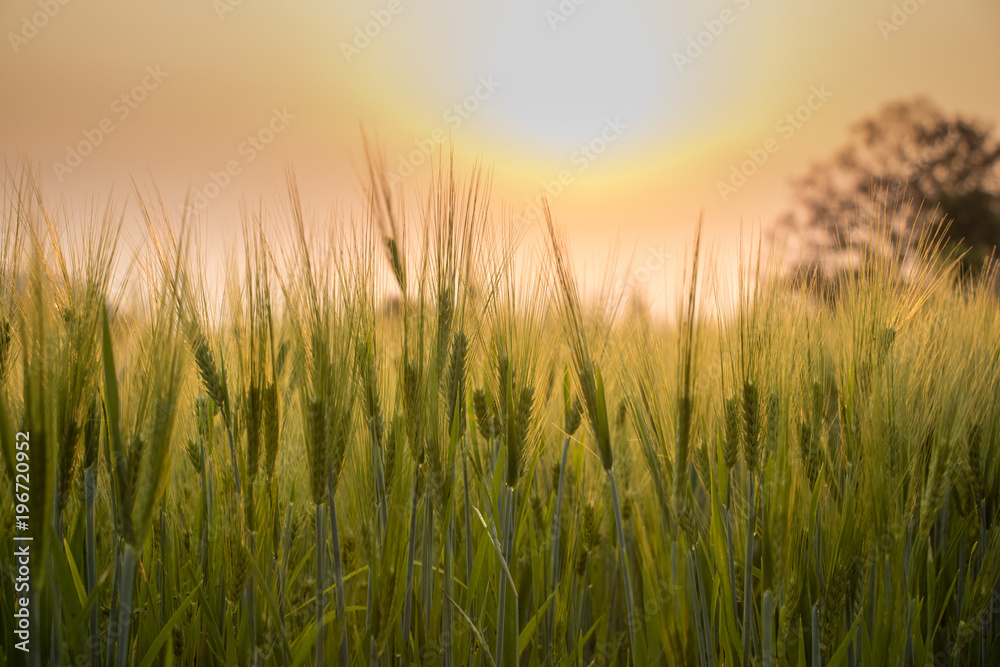 Fototapeta premium Barley plants in a wheat field at sunset. Close up.