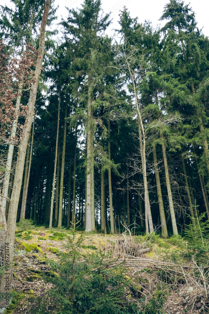 needle forest