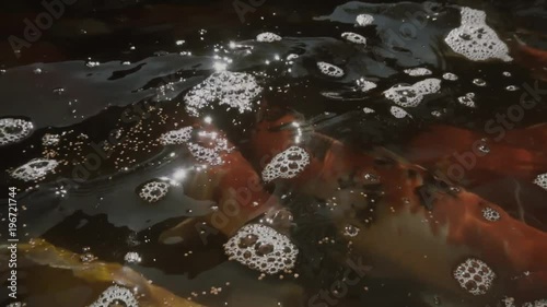top view of slow motion of Hand feeding food Koi fish. Fancy carp with Colorful in the natural pond

