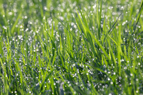 Drops of water at the top of green grass.