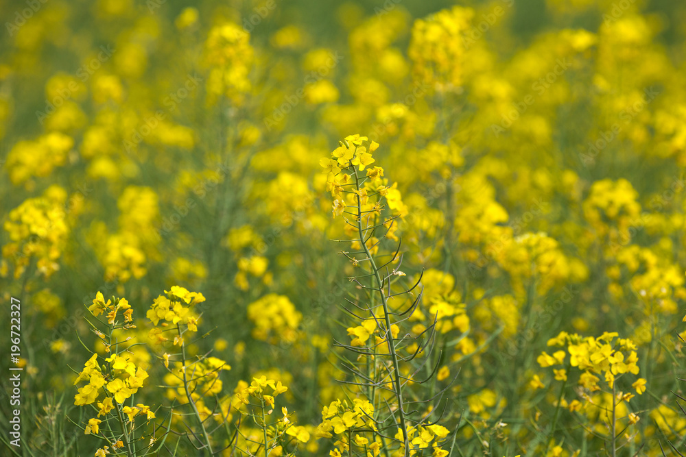 Yellow field of flowers Mustard for the background. Yellow field of flowers Mustard for the background.