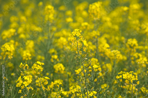 Yellow field of flowers Mustard for the background.