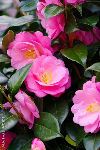 Bilde på lerret Camellia japonica (Tsubaki)