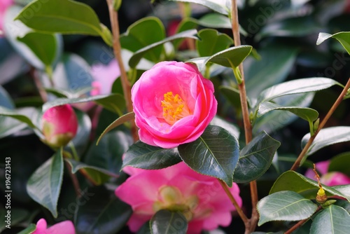 Camellia japonica (Tsubaki)
 photo