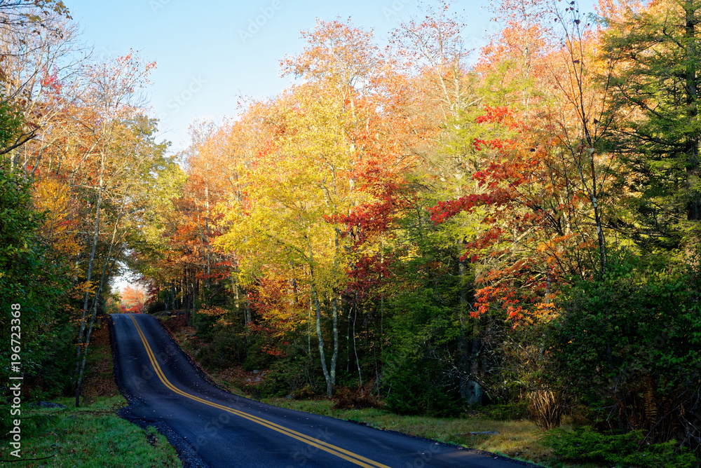 Obraz premium Road surrounded in fall foliage