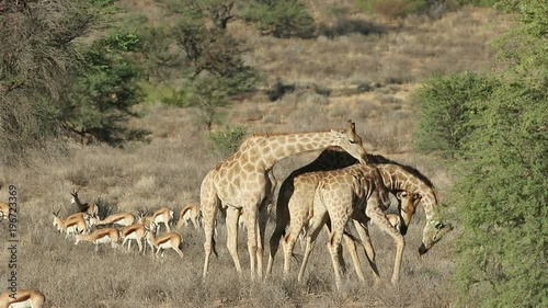Fighting giraffe bulls (Giraffa camelopardalis) and springbok antelopes, Kalahari desert, South Africa