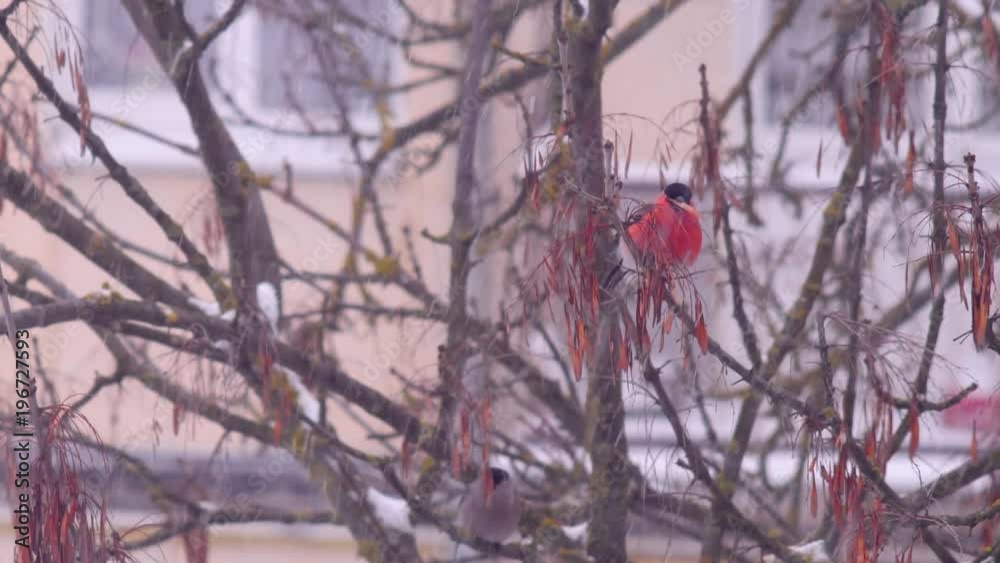Bullfinch on a tree branch feeding berries in white background in the snow Bullfinch on a tree branch feeding berries in white background in the snow
