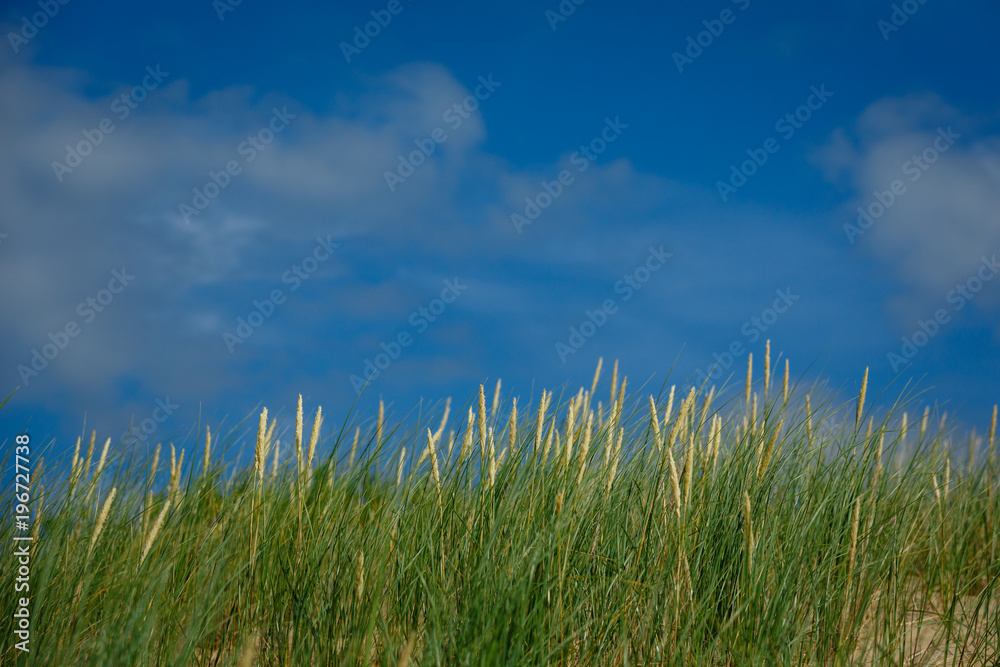 high green grass on sky background