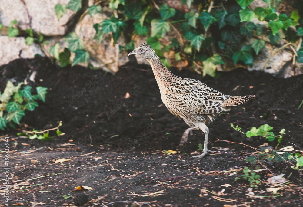 Female pheasant walking on ground in summer garden Female pheasant walking on ground in summer garden