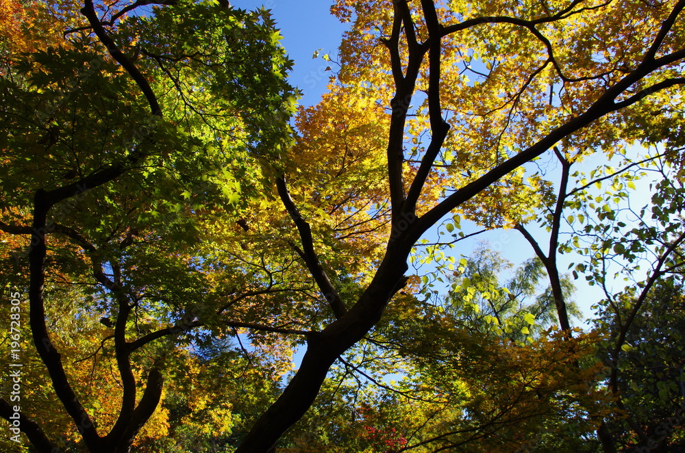 青空と紅葉