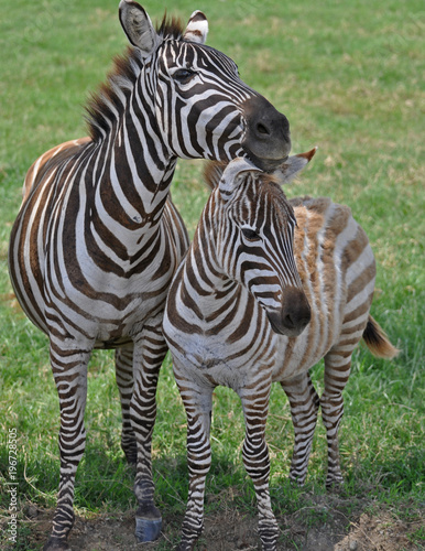 A mother a baby Zebra on the Masai Mara in Africa.