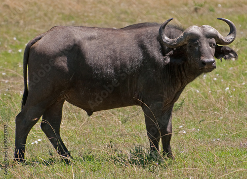 Water Buffalo on the Masai Mara in Kenya  Africa.
