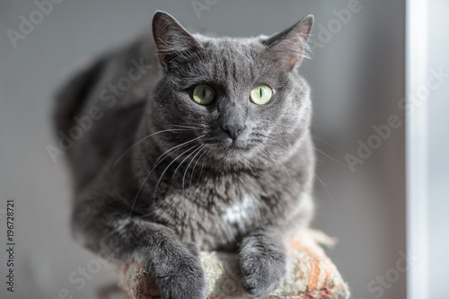 A cute gray cat lies in the sun's rays and looks seriously into the frame with a funny look.
