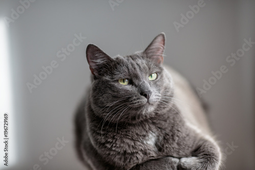 A cute gray cat lies in the sun's rays and looks seriously into the frame with a serious look.
