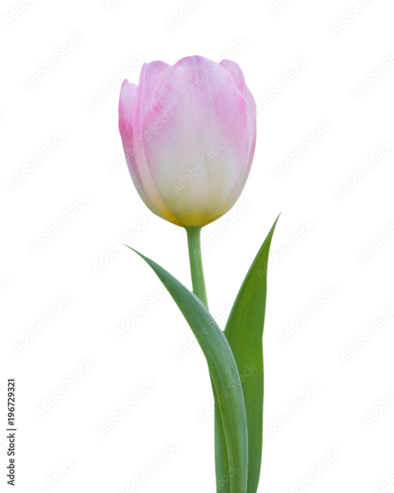Pink tulip, Spring flower pink tulips bouquet isolated on white background, Flower background