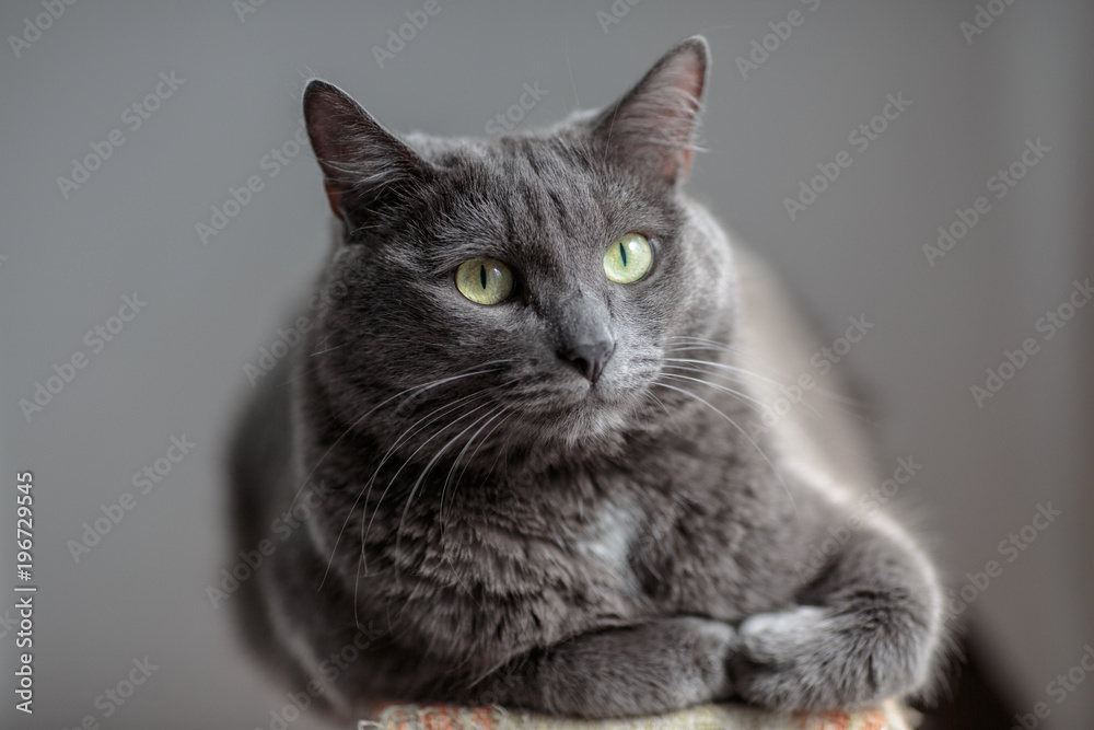 A cute gray cat lies in the sun's rays and looks seriously into the frame with a serious look. A cute gray cat lies in the sun's rays and looks seriously into the frame with a serious look.