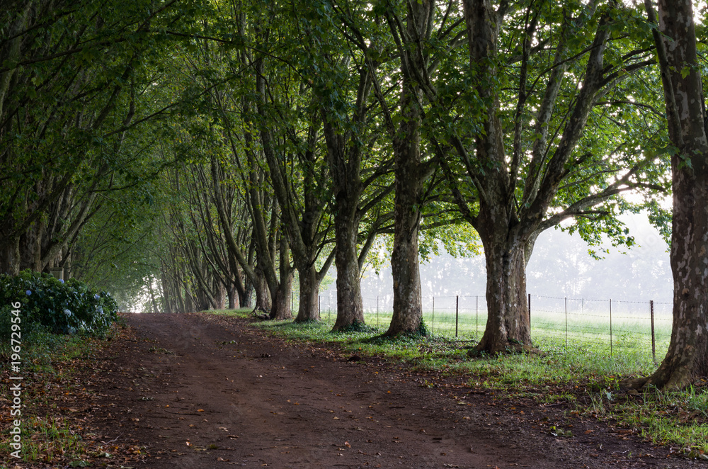 Lane lined by plane trees to form tunnel Lane lined by plane trees to form tunnel