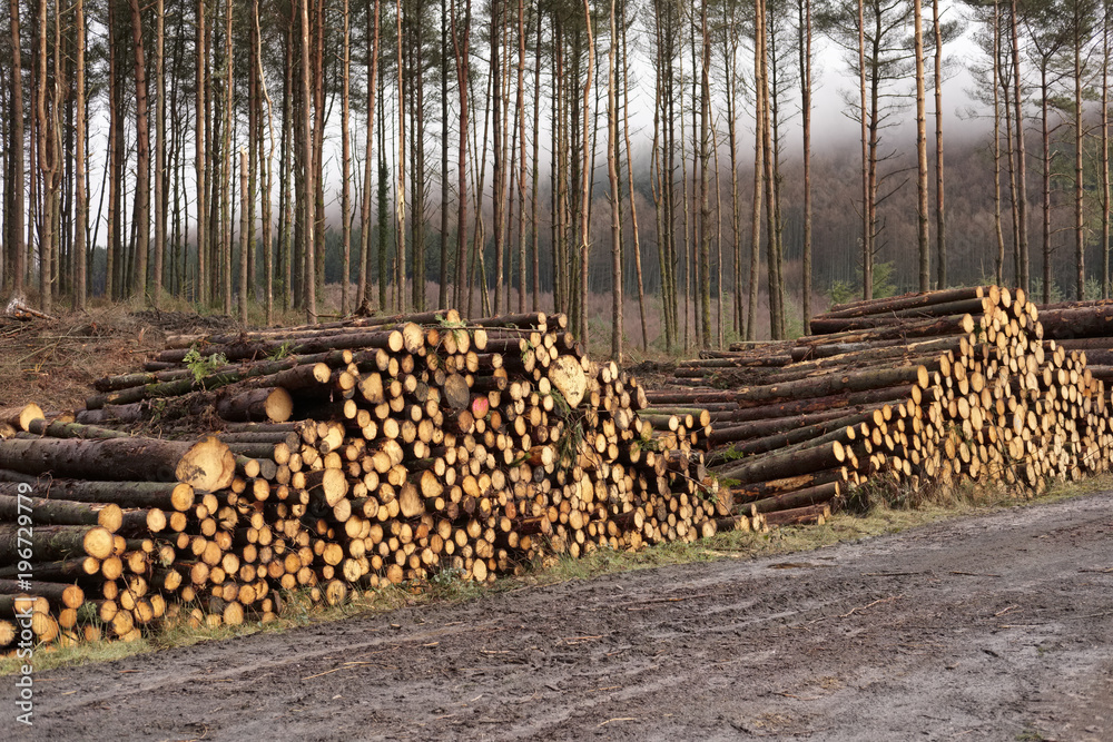 Stacked logs chopped in forest woods for biomass renewable energy