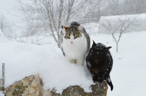 cats on the snow   © oljasimovic