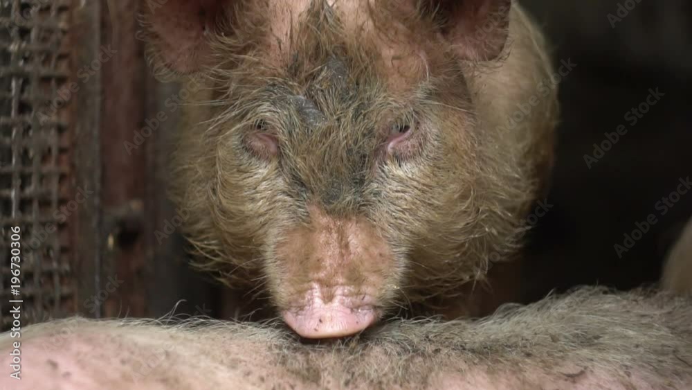 dirty pig on a farm. pigs are playing dirty pig on a farm. pigs are playing