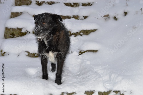 black dog in the snow © oljasimovic