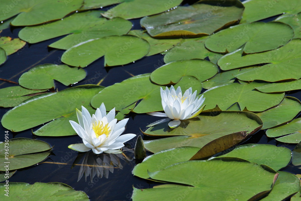 可憐な睡蓮の花 可憐な睡蓮の花