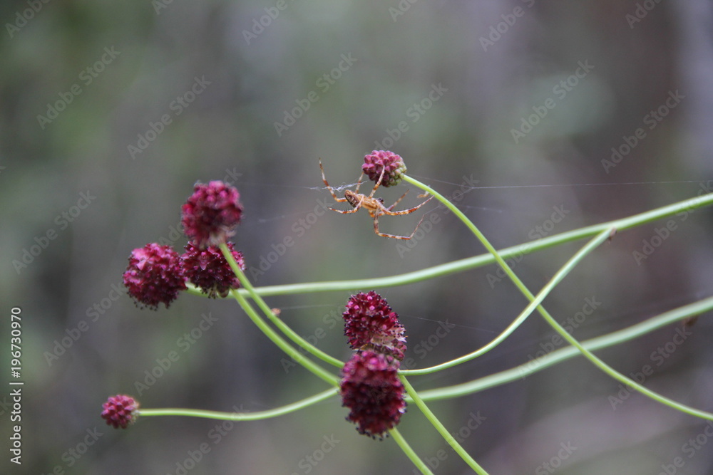 macro spider, flowers, insects Russia macro spider, flowers, insects Russia