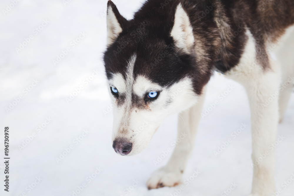 Blue eyed siberian husky winter portrait
