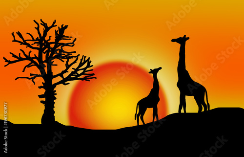 Against the background of the sunset  animals
