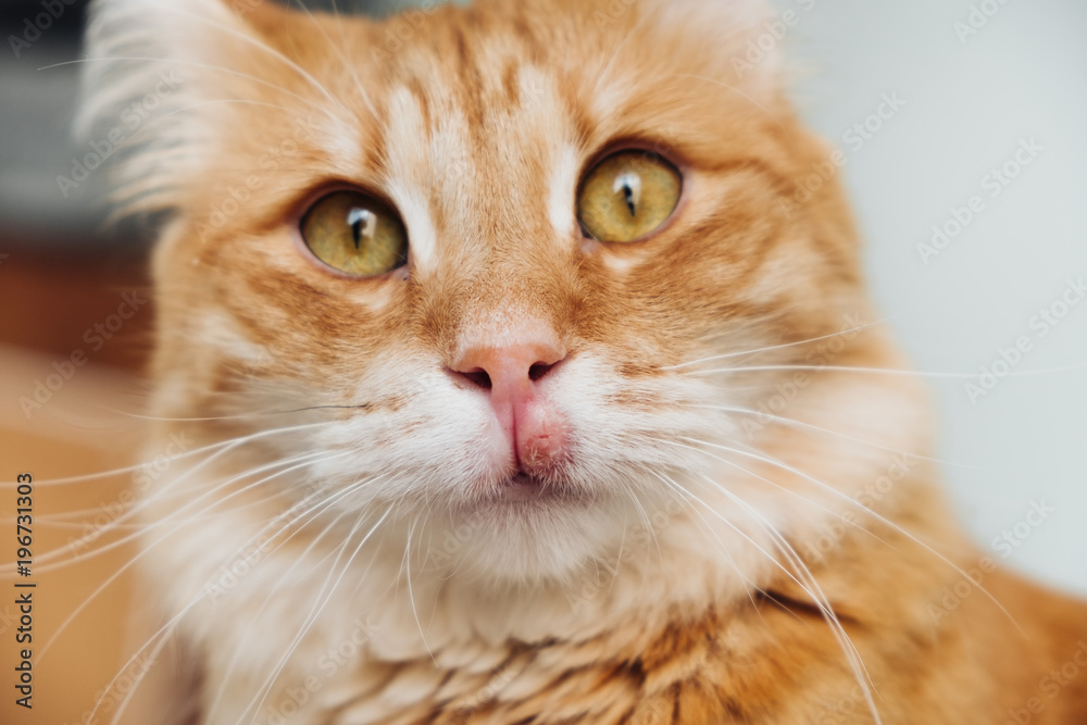 inflammation on the muzzle of the cat inflammation on the muzzle of the cat