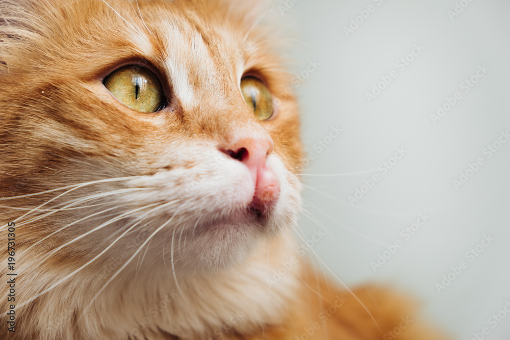 Inflammation on the upper lip near the cat Inflammation on the upper lip near the cat