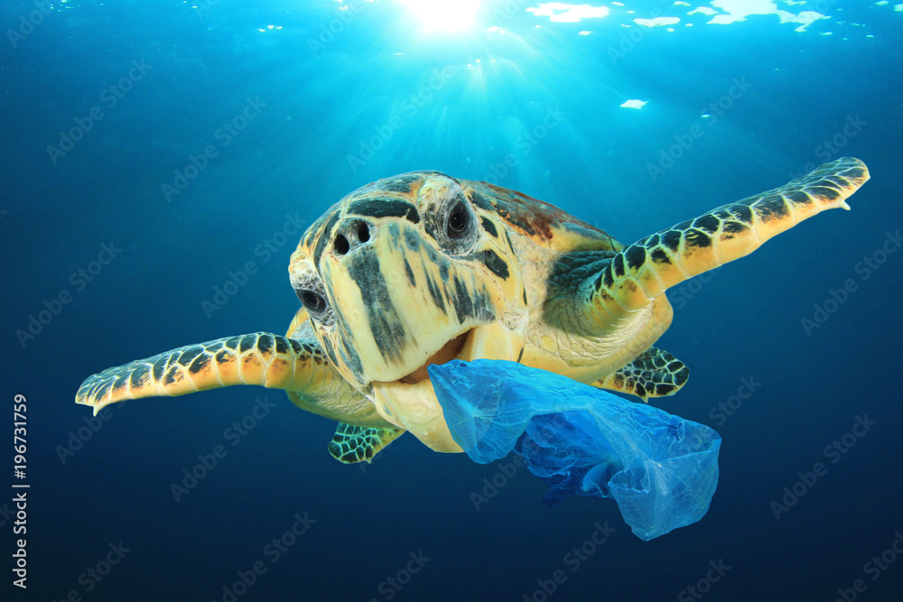 Fototapeta premium Plastic pollution problem - Sea Turtle eating plastic bag polluting ocean