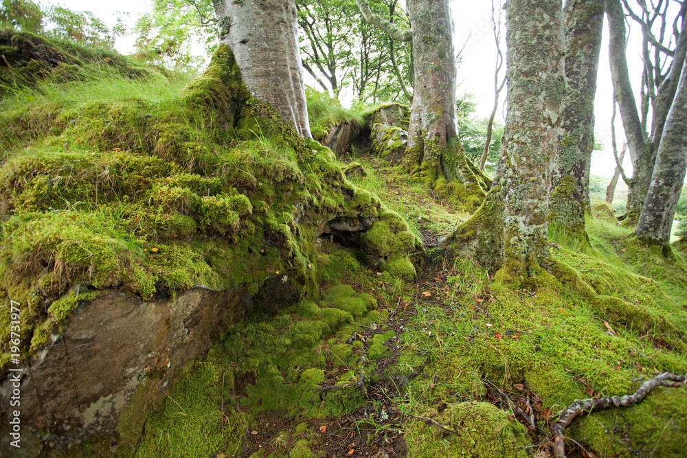 Mull island, Scotland