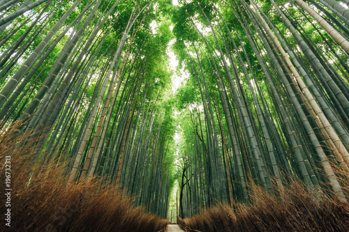 The Bamboo Forest of Arashiyama  Kyoto