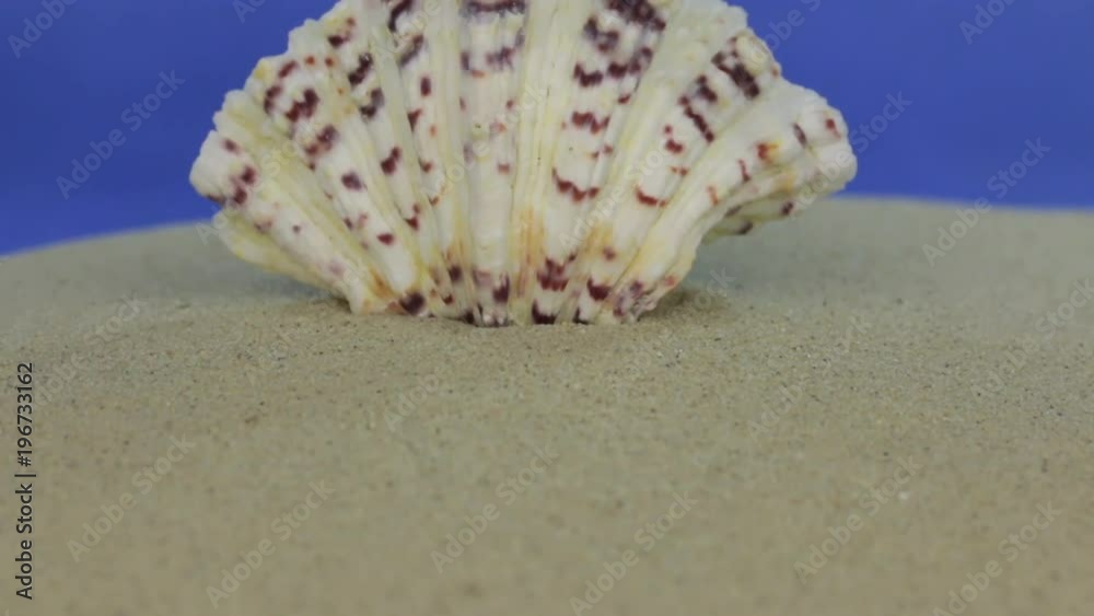 Approximation of seashell, lying on sand. Dolly shot. Isolated Approximation of seashell, lying on sand. Dolly shot. Isolated