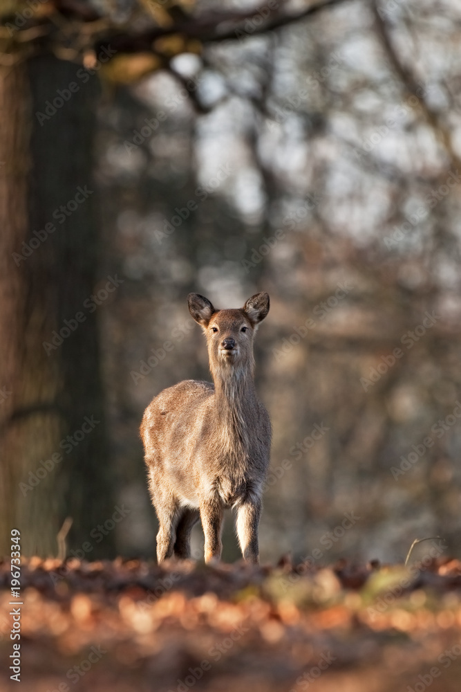 sika deer, cervus nippon, Czech republic