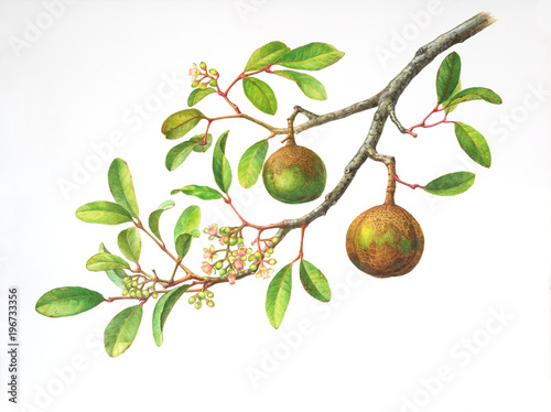 Watercolor painting of annonball mangrove on white paper photo