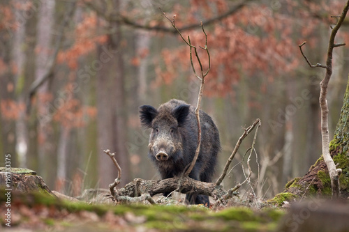 Fotobehang wild boar, sus scrofa, Czech republic