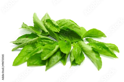    Basil green leaves on white background