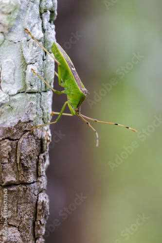 Image of green legume pod bug(Hemiptera) on tree. Insect. Animal
