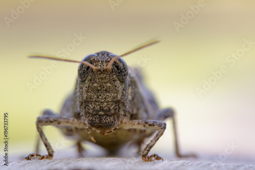 Image of a Brown grasshopper (Acrididae) on natural background. Insect. Animal