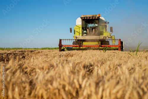 Harvesting machine working at field in sunny morning. Agriculture concept. Combine harvester at wheat field.