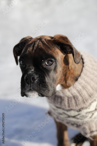 Cute boxer baby whit clothes © ramund88