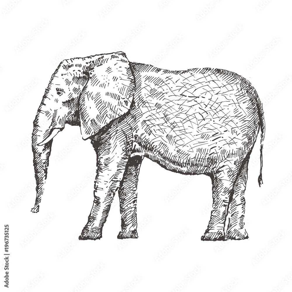 Obraz premium Hand drawn elephant. Sketch, vector illustration.