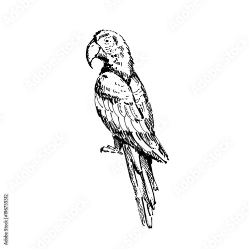 Hand drawn scarlet macaw (Ara macao) parrot. Sketch, vector illustration.