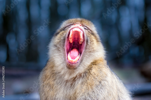 Close-up of a Barbary macaque (Macaca sylvanus) yawning or screaming © Gaschwald