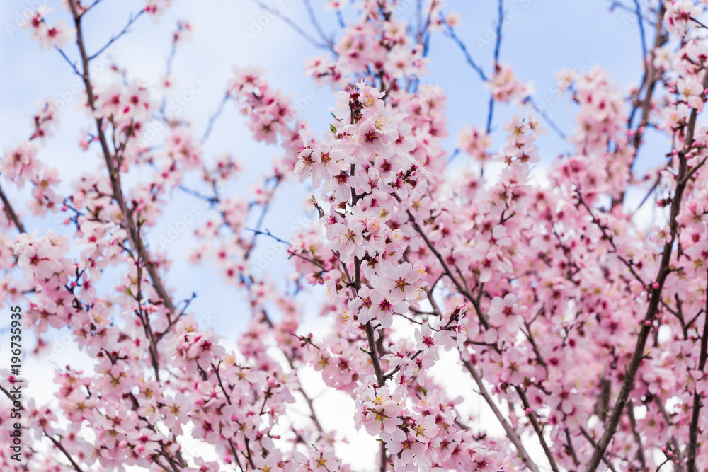 almonds flowers branch sky branches clouds background